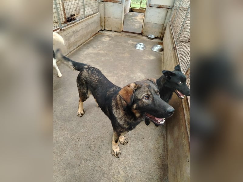 Arik junger Schäferhund Mischling Rüde sucht Zuhause oder Pflegestelle