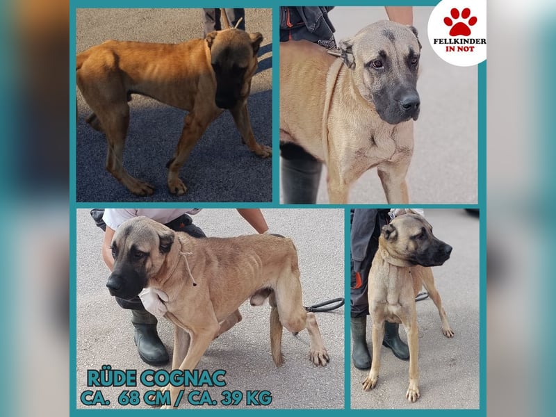Cognac großer freundlicher Kangal Mischlingrüde Junghund sucht Zuhause oder Pflegestelle