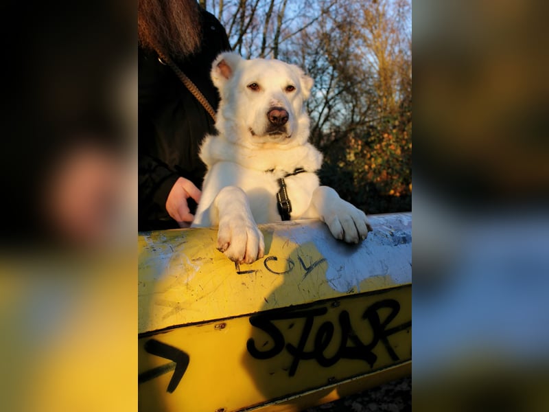 Hera Traumhund Herdenschutzhund Mischling Hündin verträglich sucht Zuhause für immer