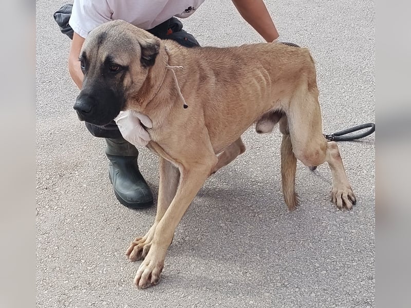 Cognac großer freundlicher Kangal Mischlingrüde Junghund sucht Zuhause oder Pflegestelle