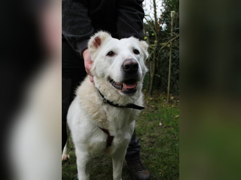 Hera Traumhund Herdenschutzhund Mischling Hündin verträglich sucht Zuhause für immer