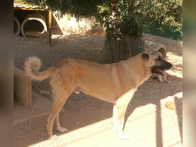 Kim Kangal Mischlingsrüde Mischling Rüde sucht Zuhause oder Pflegestelle