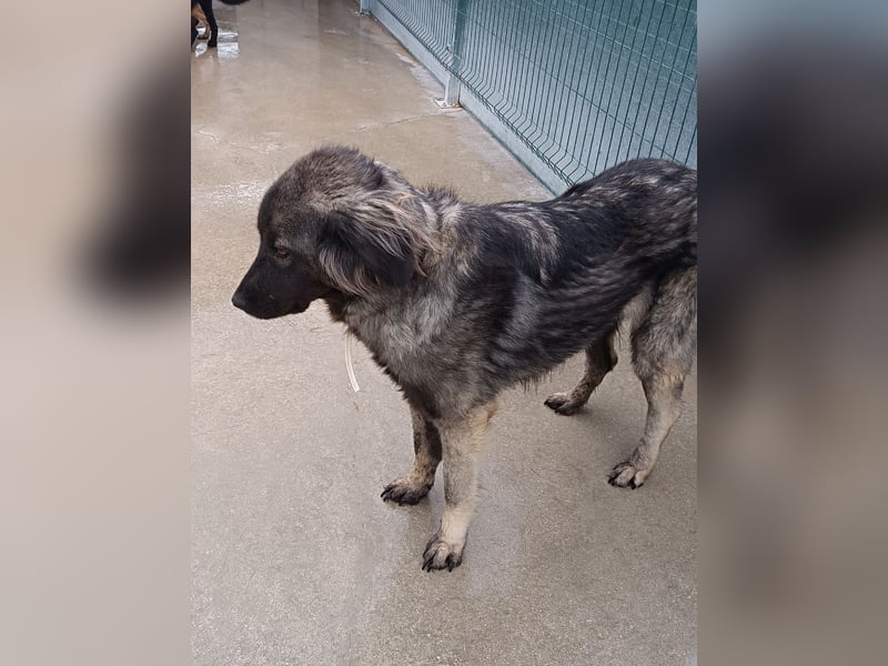 Altima junge Sarplaninac Mischlingshündin Mischling Hündin Herdenschutzhund sucht Zuhause oder PS