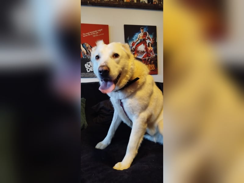 Hera Traumhund Herdenschutzhund Mischling Hündin verträglich sucht Zuhause für immer