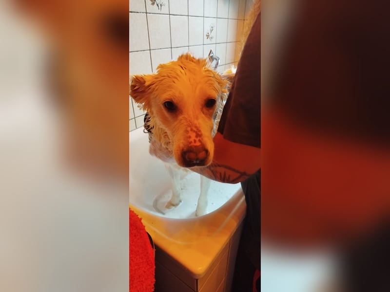 Hera Traumhund Herdenschutzhund Mischling Hündin verträglich sucht Zuhause für immer