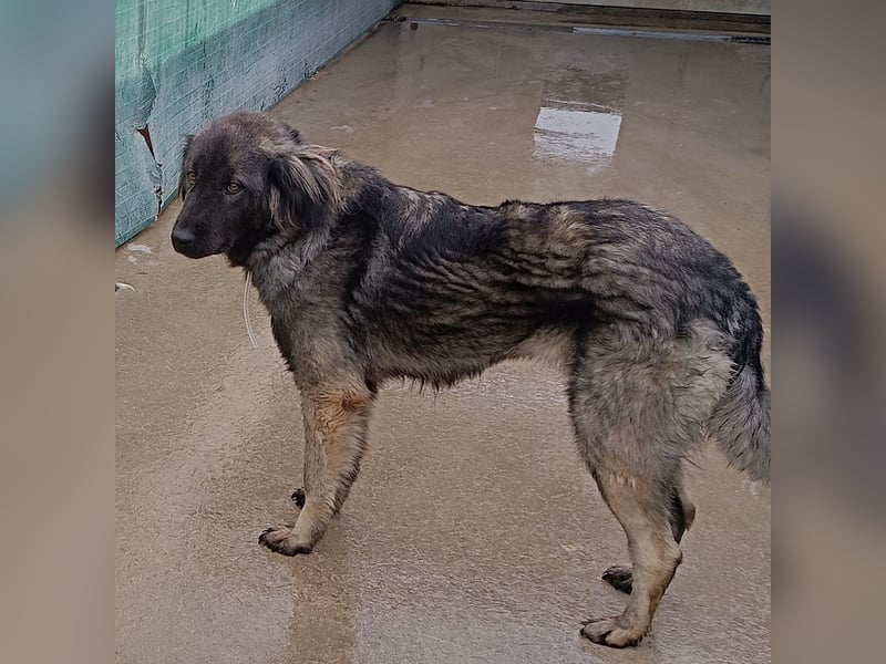 Altima junge Sarplaninac Mischlingshündin Mischling Hündin Herdenschutzhund sucht Zuhause oder PS