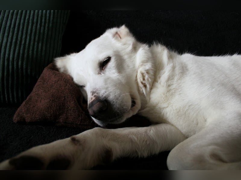 Hera Traumhund Herdenschutzhund Mischling Hündin verträglich sucht Zuhause für immer