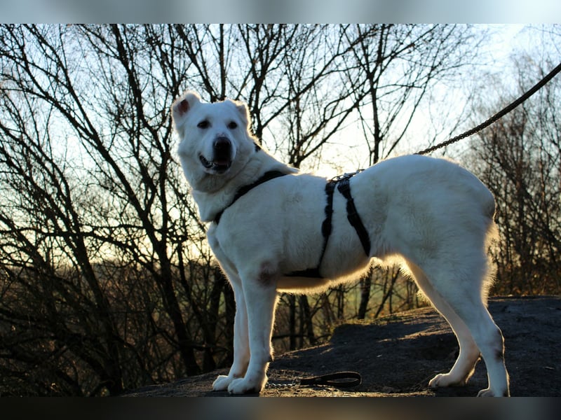 Hera Traumhund Herdenschutzhund Mischling Hündin verträglich sucht Zuhause für immer