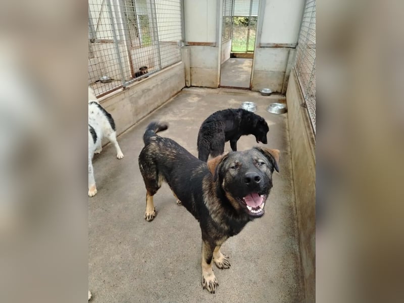 Arik junger Schäferhund Mischling Rüde sucht Zuhause oder Pflegestelle