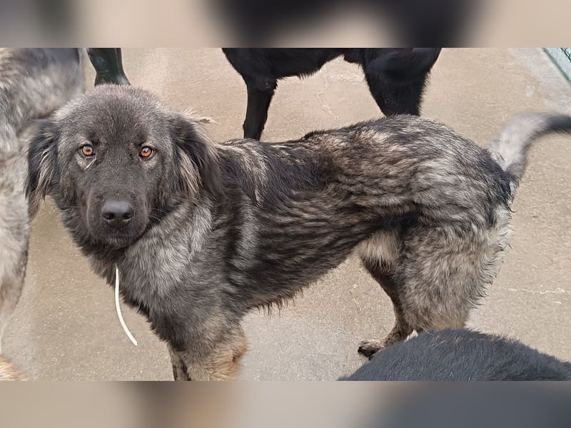 Altima junge Sarplaninac Mischlingshündin Mischling Hündin Herdenschutzhund sucht Zuhause oder PS