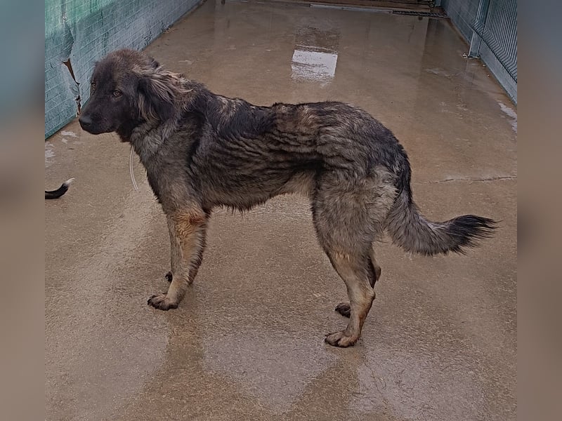 Altima junge Sarplaninac Mischlingshündin Mischling Hündin Herdenschutzhund sucht Zuhause oder PS