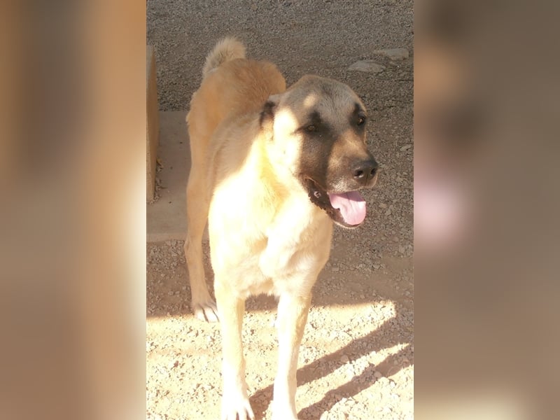 Kim Kangal Mischlingsrüde Mischling Rüde sucht Zuhause oder Pflegestelle