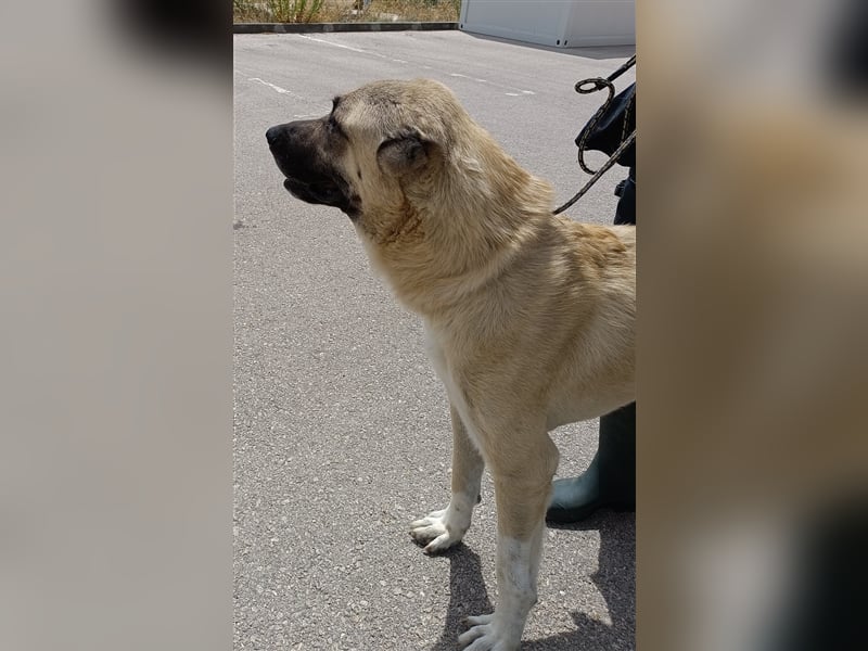 Kim Kangal Mischlingsrüde Mischling Rüde sucht Zuhause oder Pflegestelle