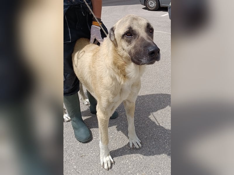 Kim Kangal Mischlingsrüde Mischling Rüde sucht Zuhause oder Pflegestelle