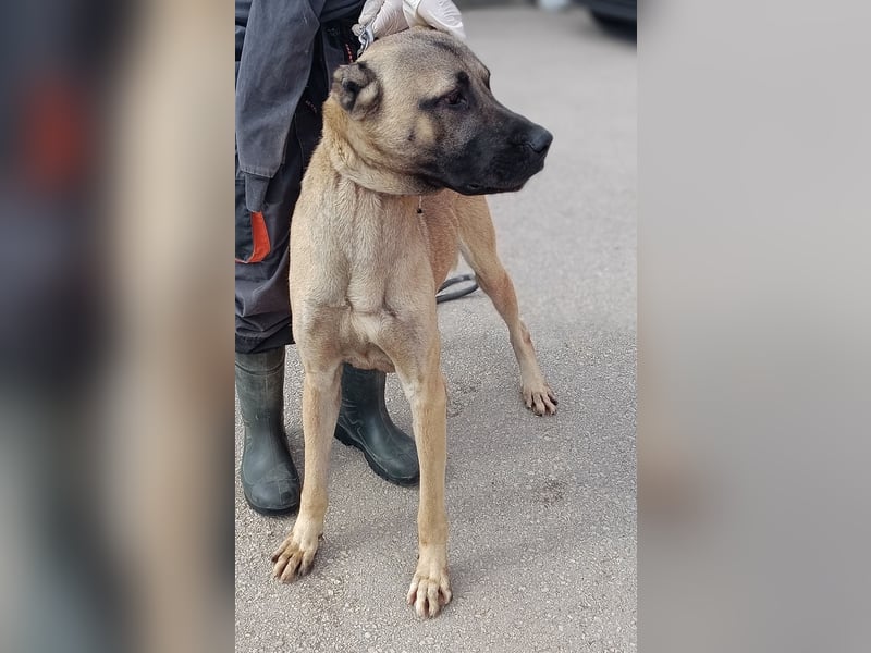 Cognac großer freundlicher Kangal Mischlingrüde Junghund sucht Zuhause oder Pflegestelle