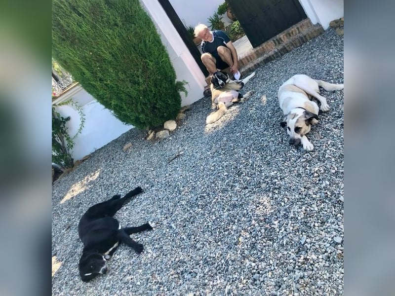 Calipso- Sanfte Riesin sucht eigene Familie!