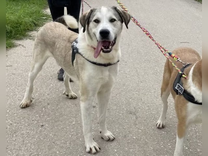 Pancho sucht seine Menschen