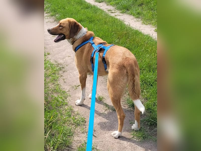 Paolo- Freundlicher, großer Rüde sucht eigene Familie. Paolo- Freundlicher, großer Rüde sucht eigene Familie.