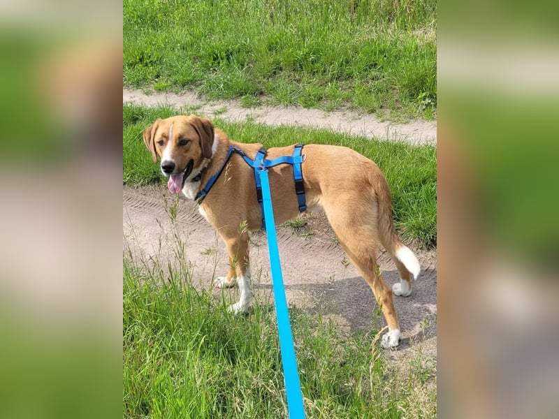 Paolo- Freundlicher, großer Rüde sucht eigene Familie. Paolo- Freundlicher, großer Rüde sucht eigene Familie.
