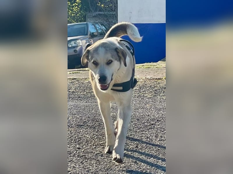 Pancho sucht seine Menschen