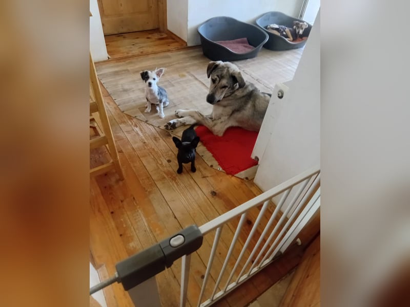 Jimmy sucht sein Zuhause