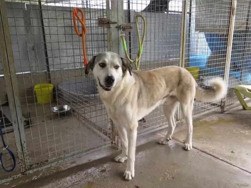 Pancho sucht seine Menschen