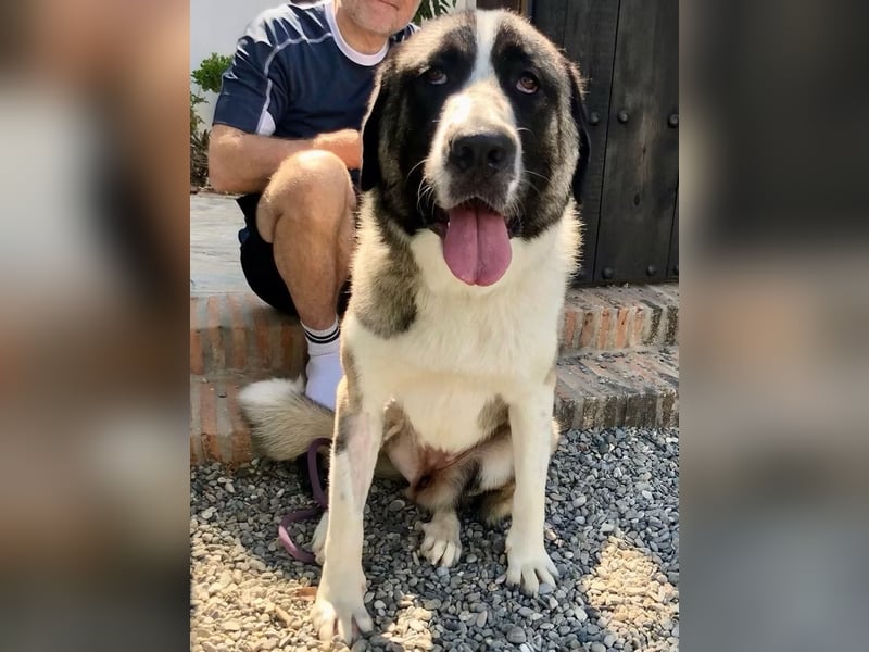 Calipso- Sanfte Riesin sucht eigene Familie!