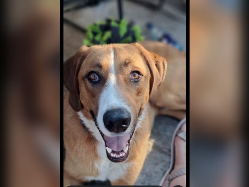 Paolo- Freundlicher, großer Rüde sucht eigene Familie. Paolo- Freundlicher, großer Rüde sucht eigene Familie.