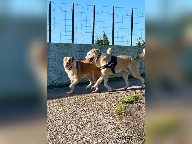 Pancho sucht seine Menschen