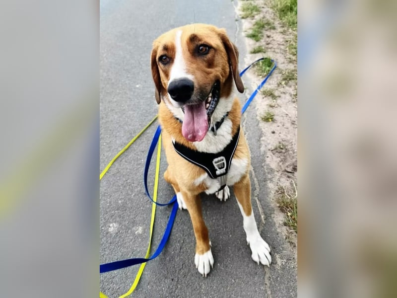 Paolo- Freundlicher, großer Rüde sucht eigene Familie. Paolo- Freundlicher, großer Rüde sucht eigene Familie.