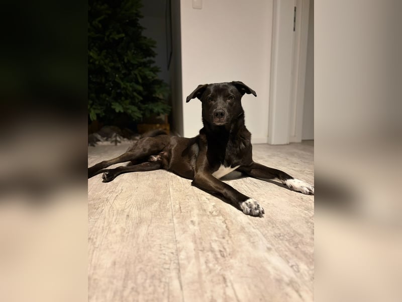 Dusty sucht sein Zuhause