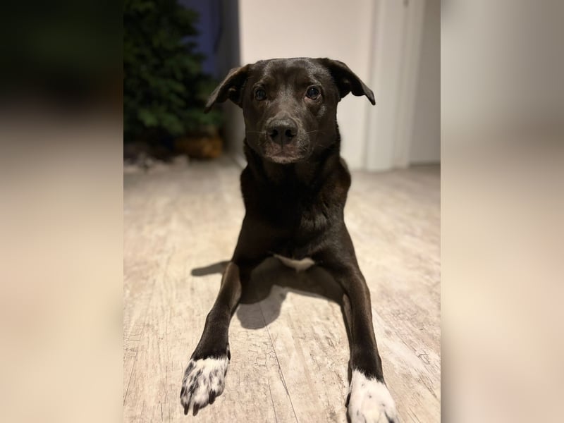 Dusty sucht sein Zuhause