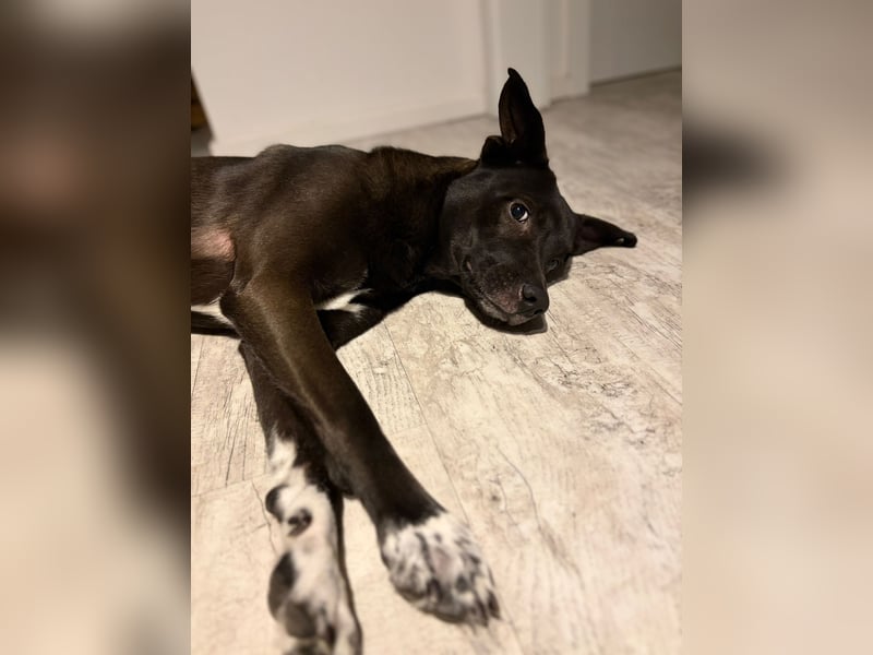 Dusty sucht sein Zuhause