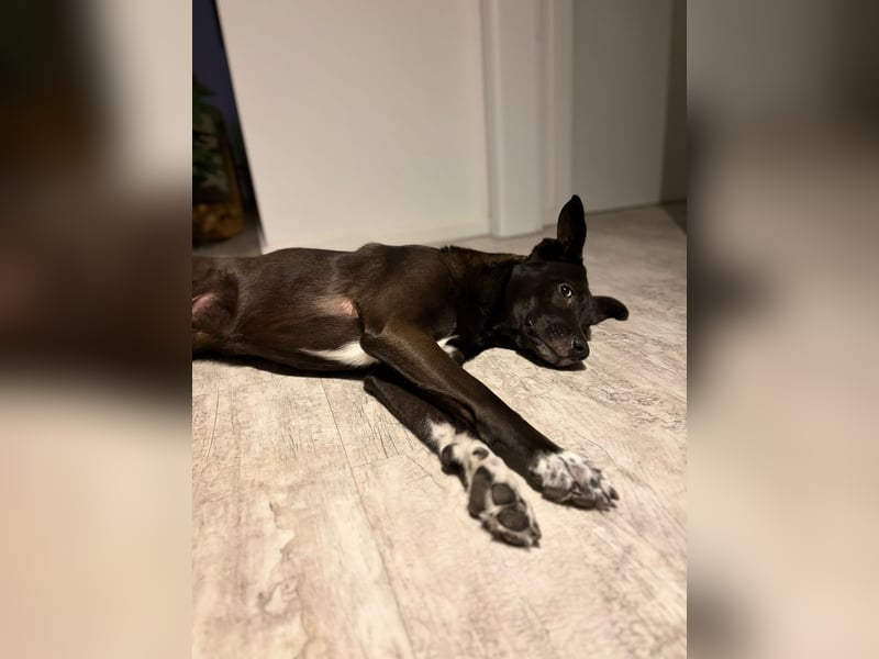 Dusty sucht sein Zuhause
