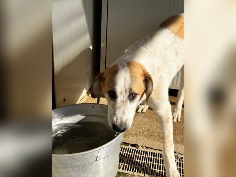 Romeo sucht nun in Deutschland sein Glück