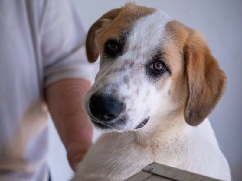 Romeo sucht nun in Deutschland sein Glück