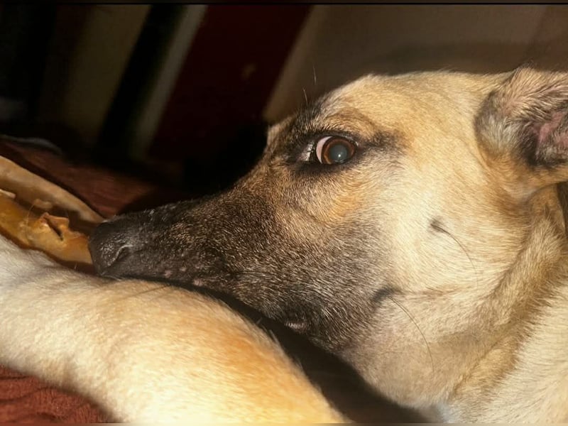 Jacky - Hündin mit großem Herz&Charakter