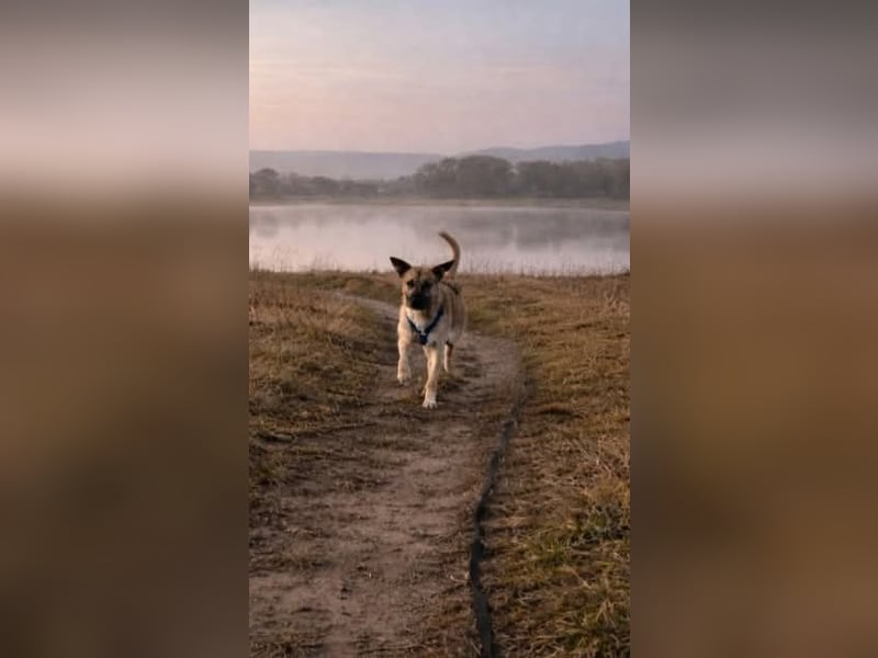 Jacky - Hündin mit großem Herz&Charakter