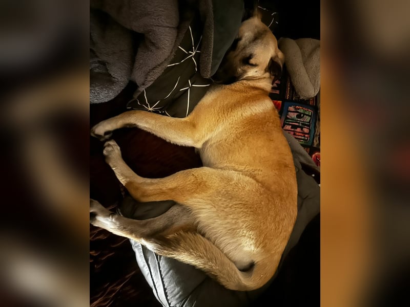 Jacky - Hündin mit großem Herz&Charakter