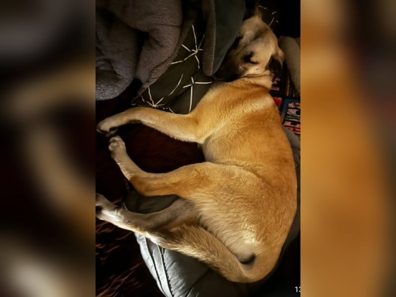 Jacky - Hündin mit großem Herz&Charakter