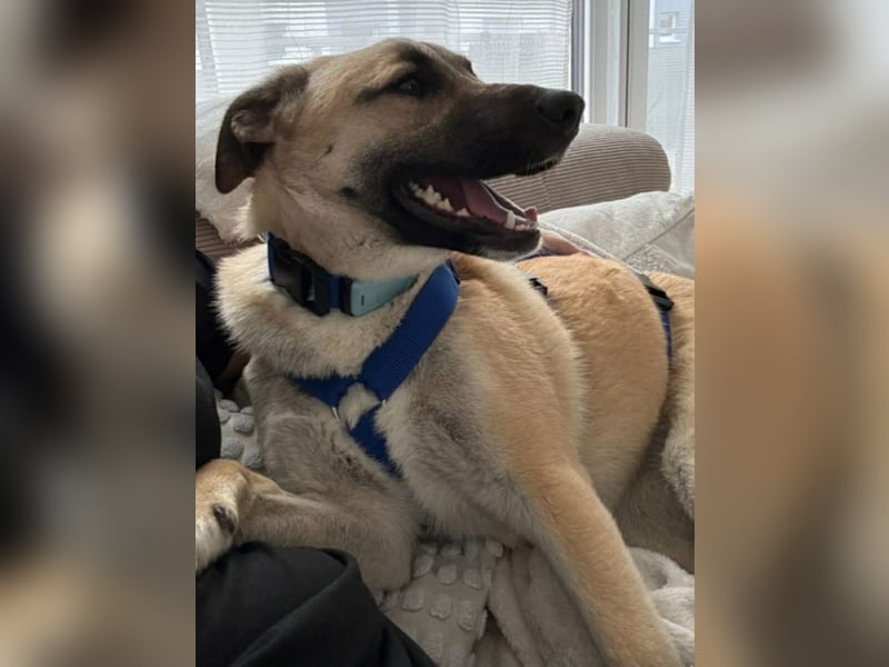 Jacky - Hündin mit großem Herz&Charakter