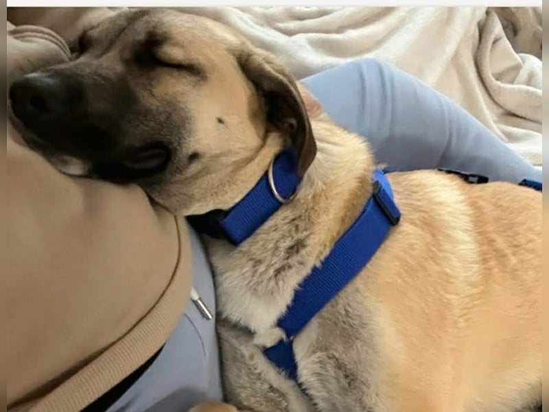 Jacky - Hündin mit großem Herz&Charakter