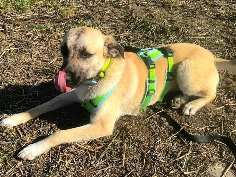Jacky - Hündin mit großem Herz&Charakter