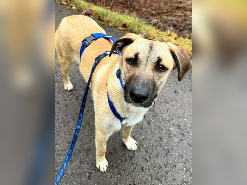 Jacky - Hündin mit großem Herz&Charakter