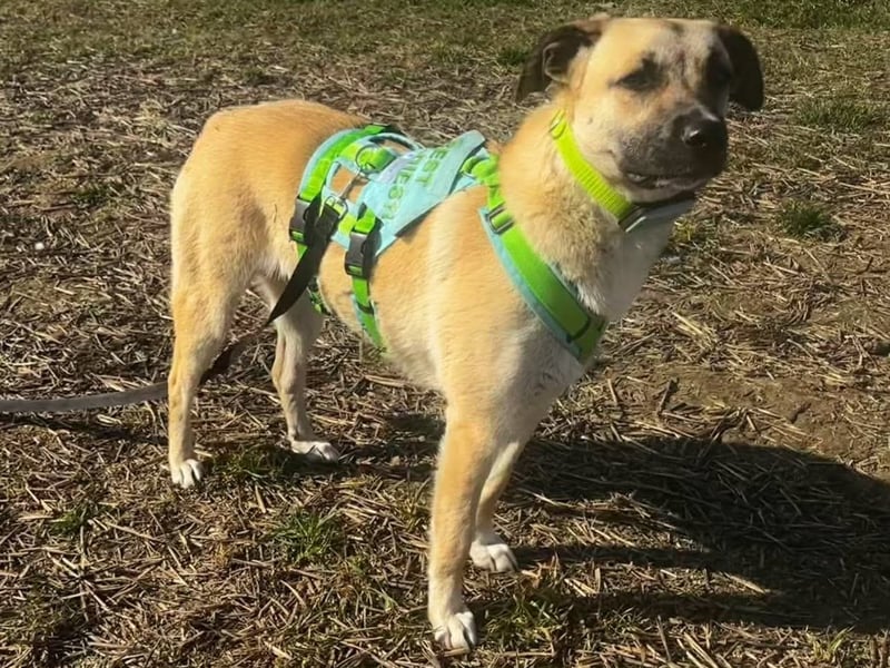 Jacky - Hündin mit großem Herz&Charakter