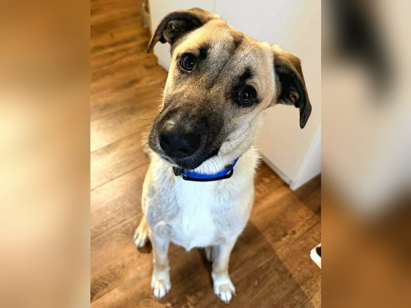 Jacky - Hündin mit großem Herz&Charakter