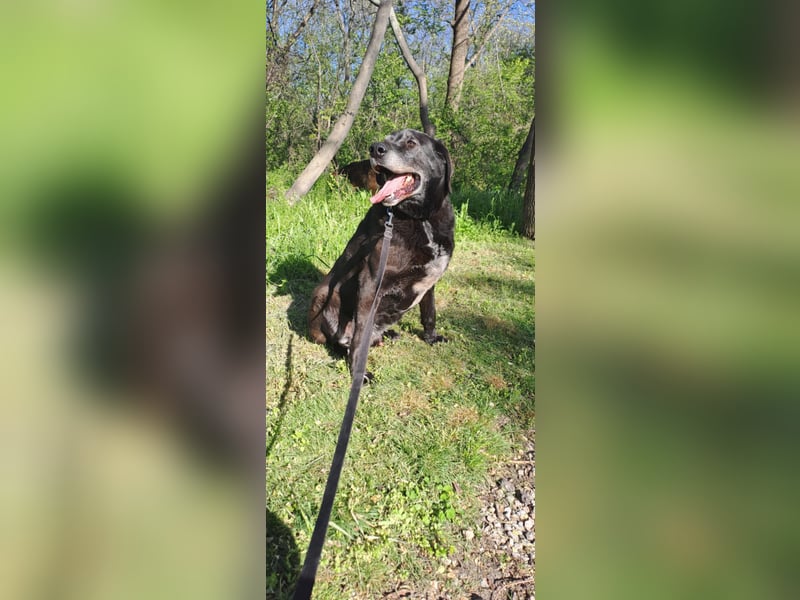 Milo - sanfter Riese