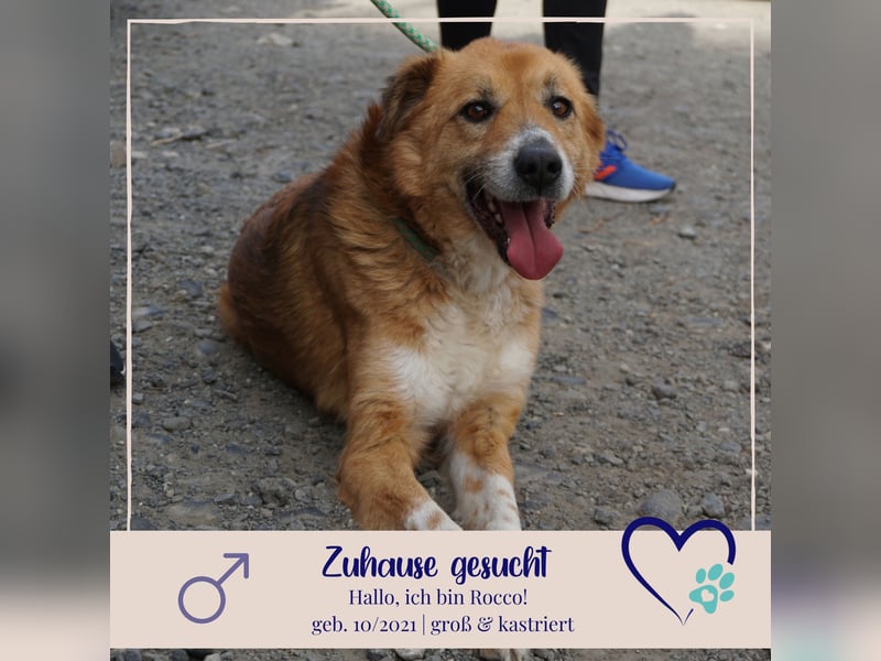 Rocco - grosser toller Hund sucht Euch!