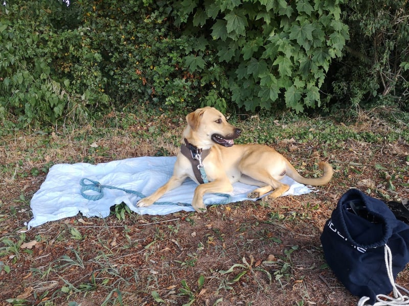 Ronja - sucht hundeerfahrende Menschen, die sie anleiten und ein liebevolles Zuhause