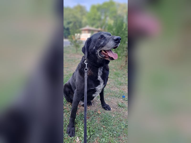 Milo - sanfter Riese